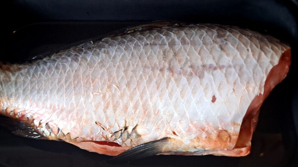 Freshly cleaned whole carp without head, arranged in a tray before filling.