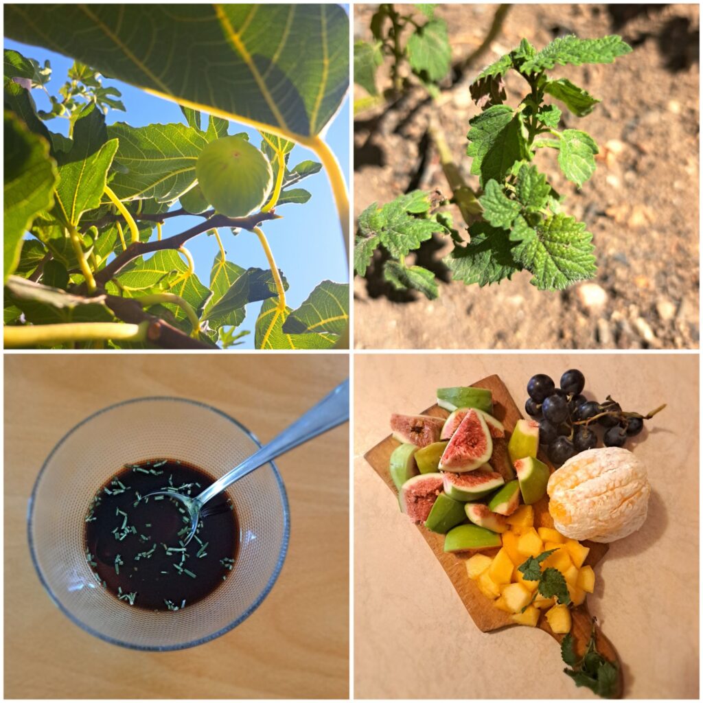 Collage showing a fig on the branch, fresh mint in the garden, chopped fruits, and dressing in preparation.