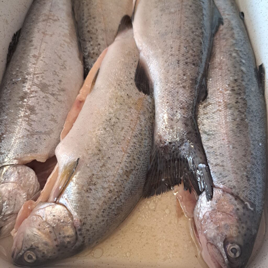 5 whole cleaned trout in a tray prepared for baking.